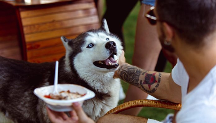 Grilling-Safety-for-Pets-Feature